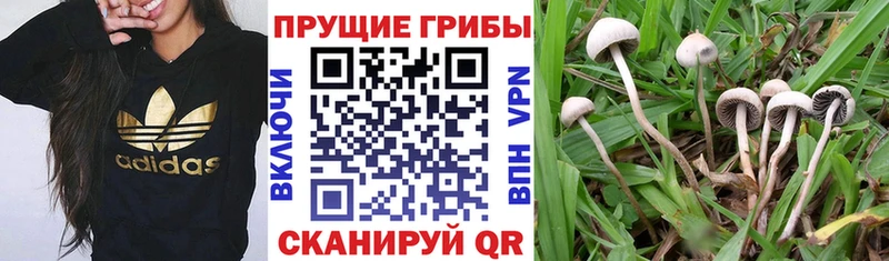 Псилоцибиновые грибы мицелий  Ачинск 